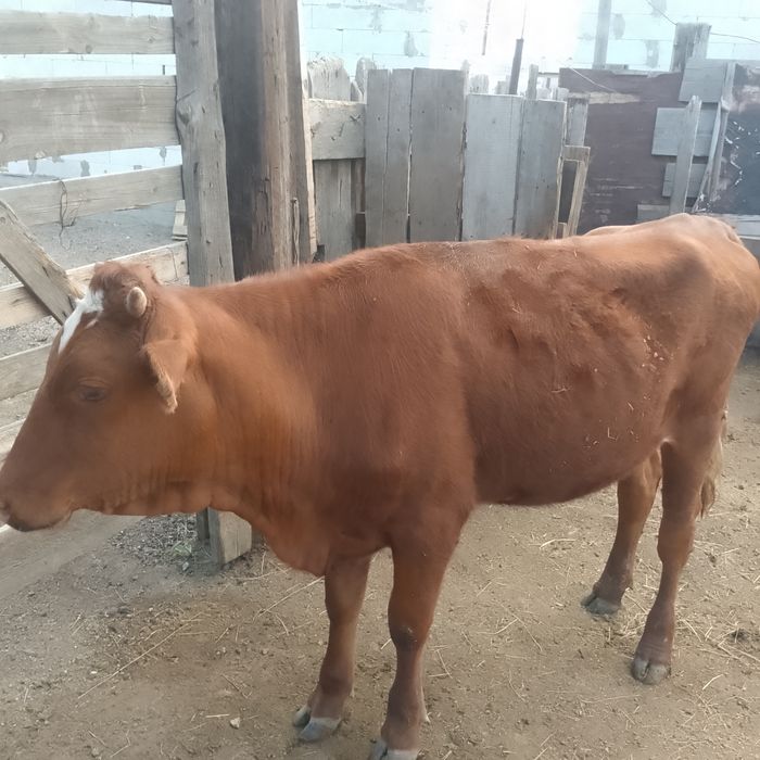 Срочно продам тёлочку.