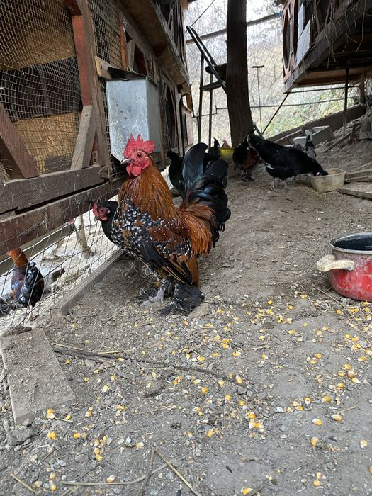 Gaini si cocosi pitici