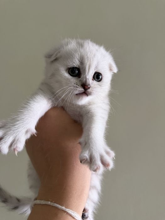 Котята шотландские вислоухие