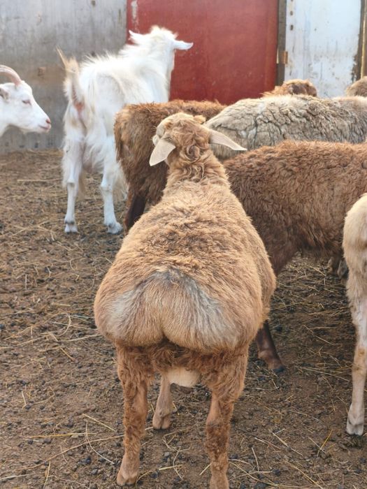 Продам ягненок Едильбайский