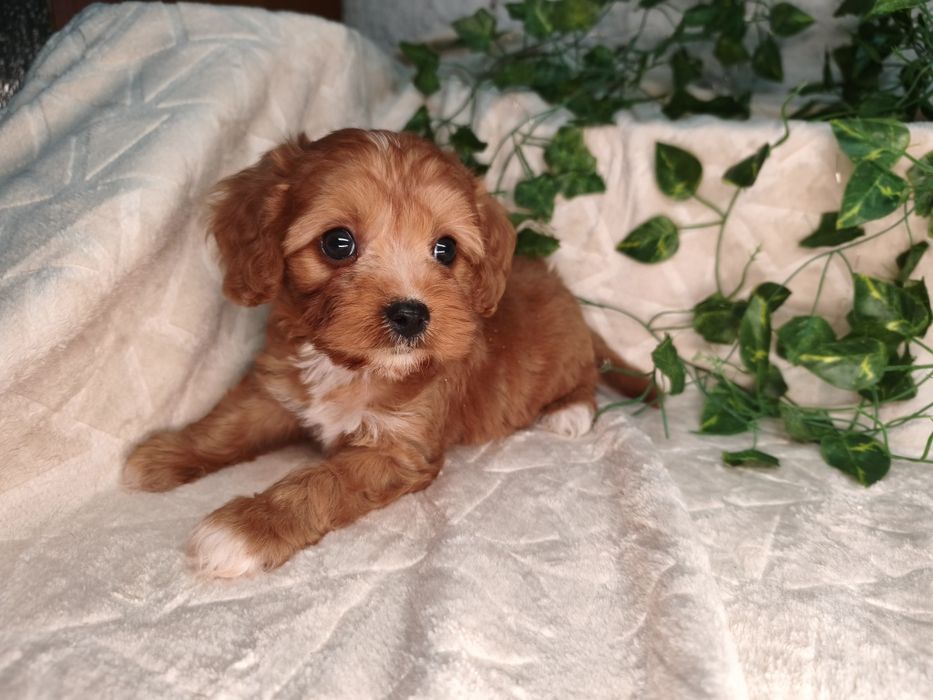 Vand baietel Cavapoo red F1 ( Pasaport)