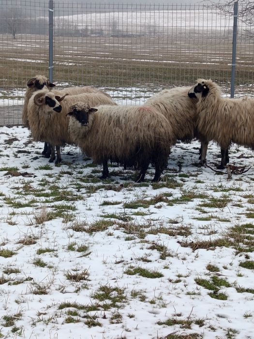 Vînd oi tinere bune