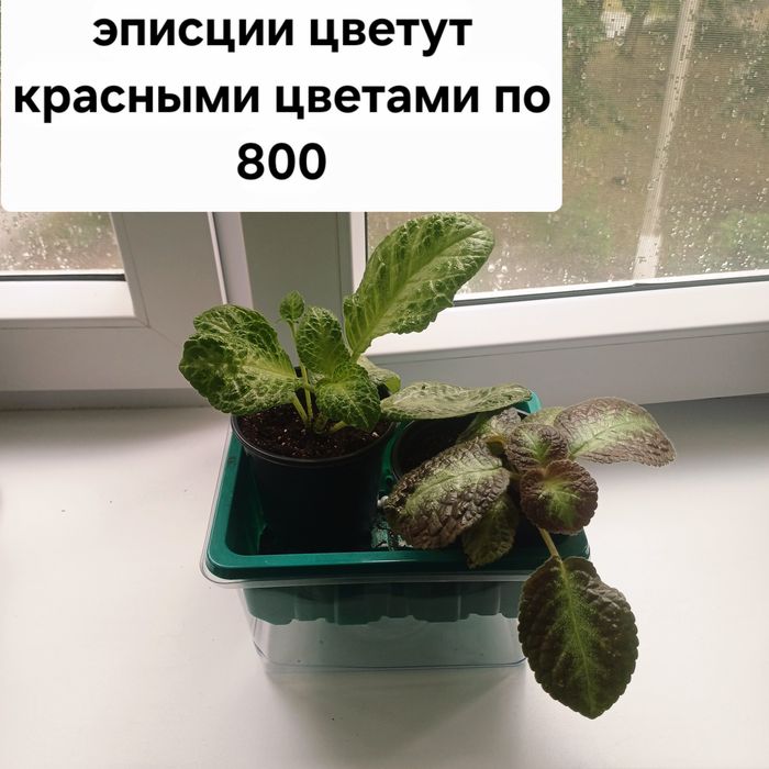 Продам комнатные цветы разные