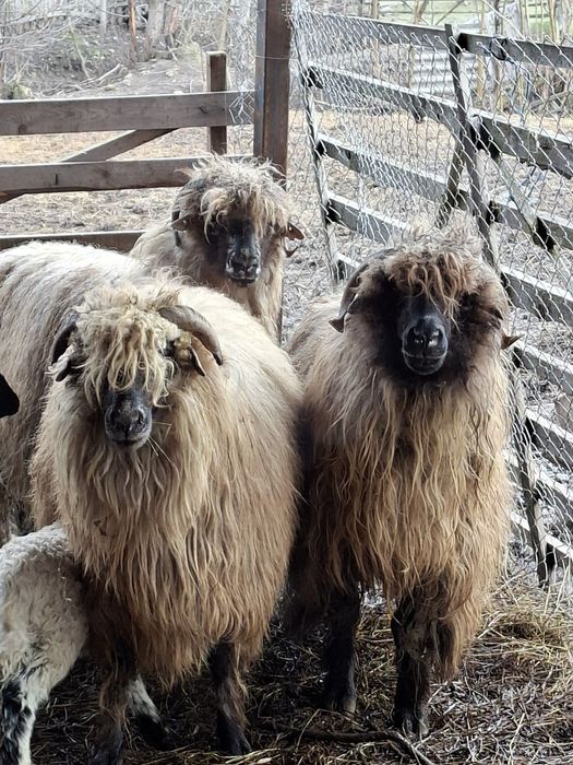 De vanzare 8 oi bucalai