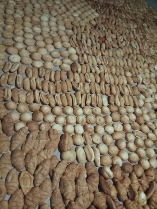 Toza quritilgan non maxsulotlari (yem sifatida)