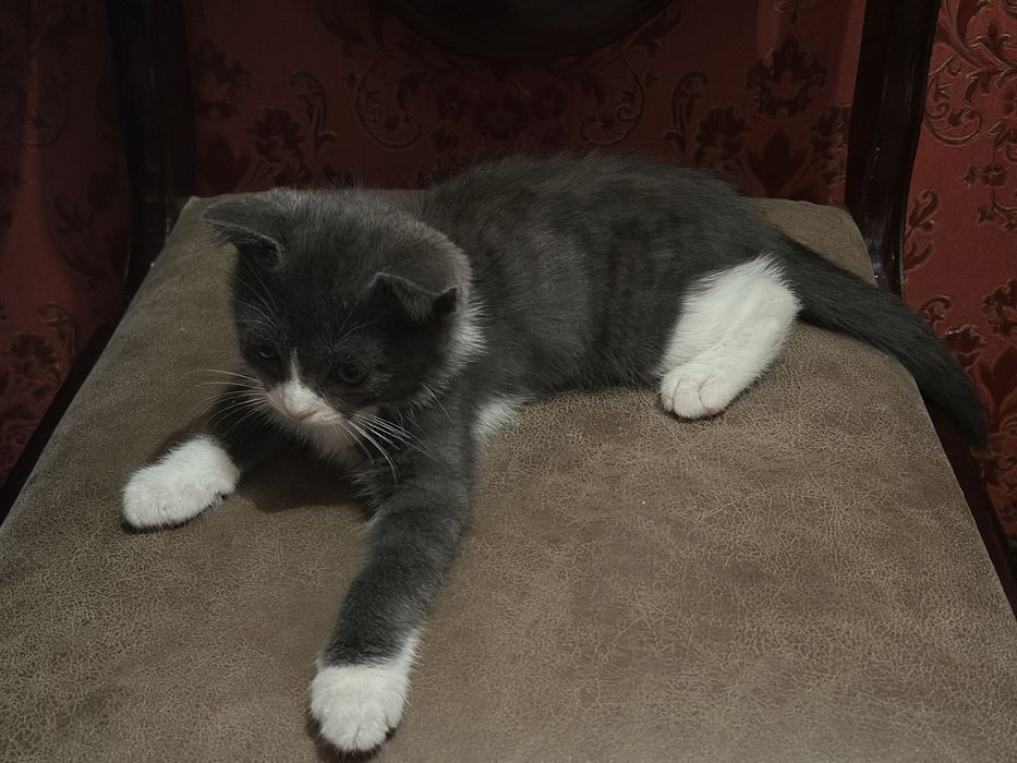 Mushuk sotiladi (American Shorthair 3 оylik ogil awilli soglom