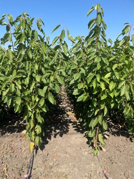 Pomi fructiferi,arbusti fructiferi,plante ornamentale