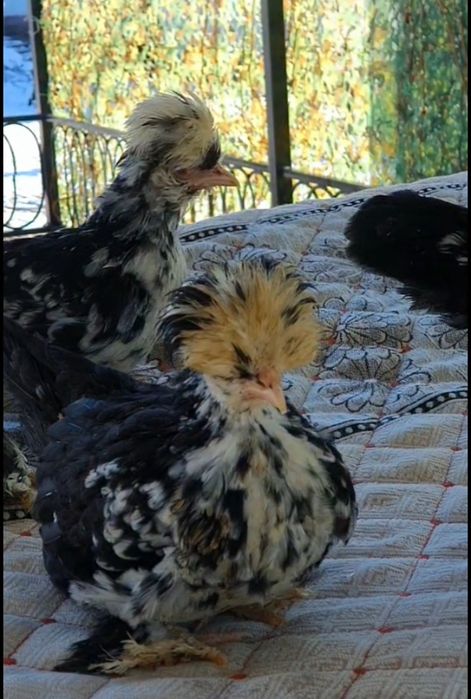 Султанка балапандары