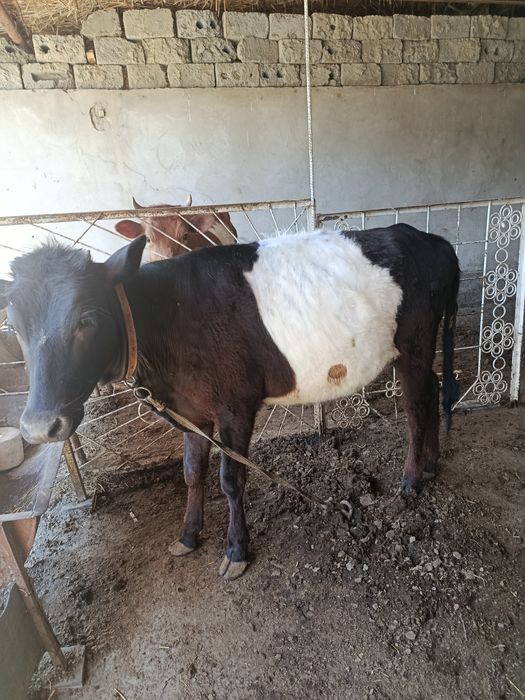 Она бола сигир сотилади