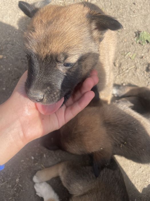 donez catei malinois
