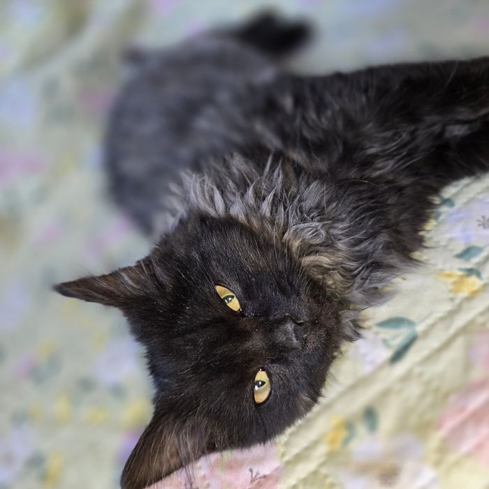 Шикарный котёнок