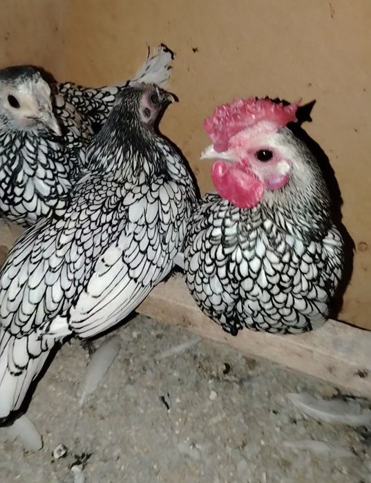 Sibrayt zalatisti sifati bor