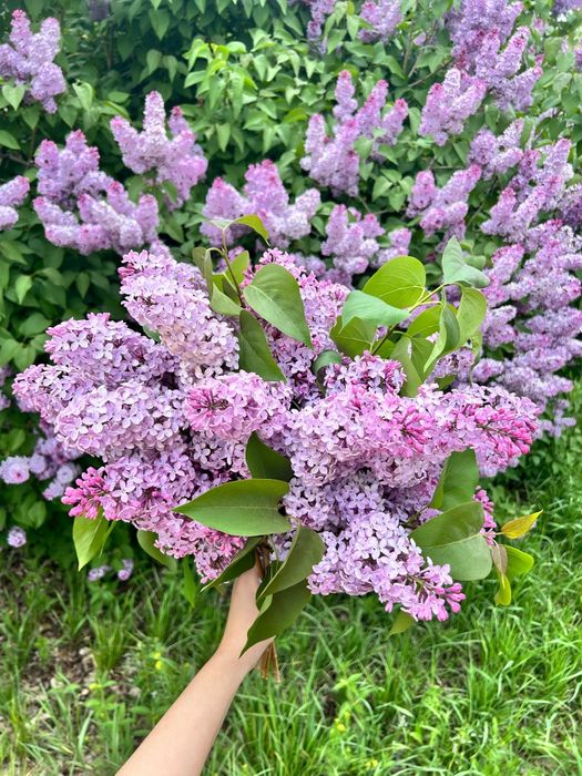 Сирень любое количество