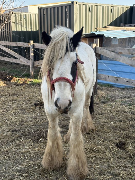 Vand armasar Irish Cob(gipsy vanner)