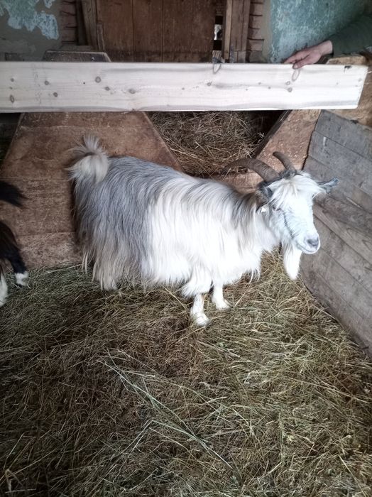 Vând 5 capre tinere