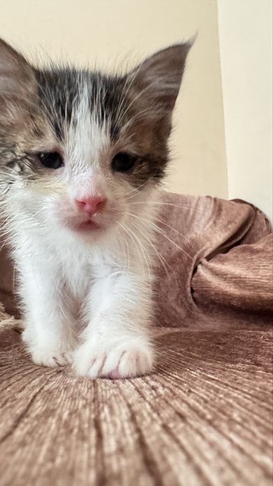Котенок 1,5 месяца