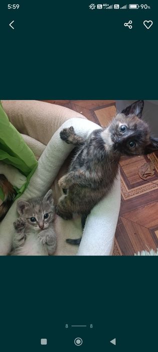 Срочно отдам котят один мальчик две девочки