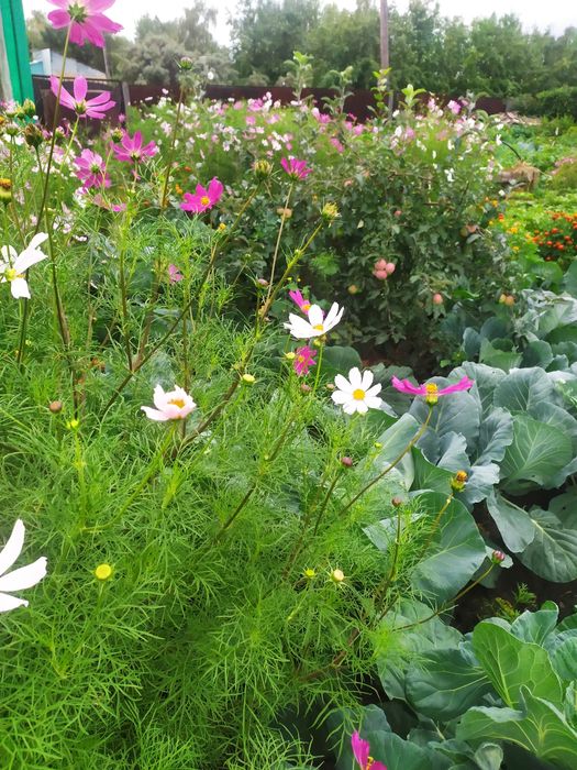 Продам дачу с баней в  СТ  Борки