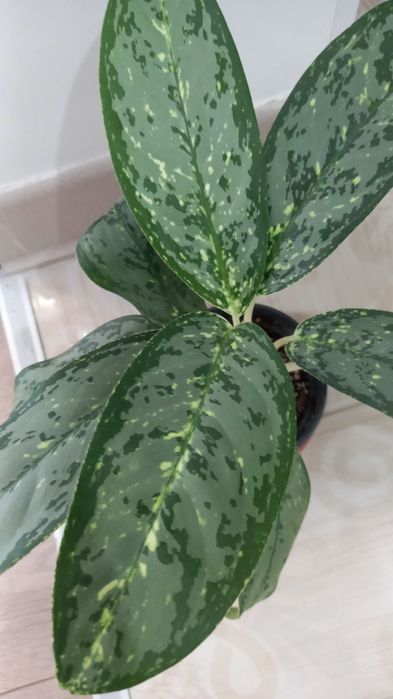 Аглаонема продам