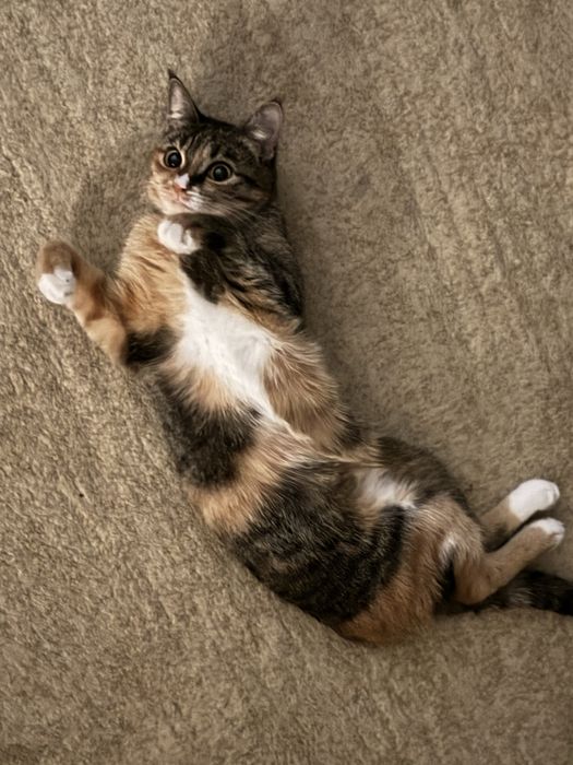 Кошка в добрые руки бесплатно