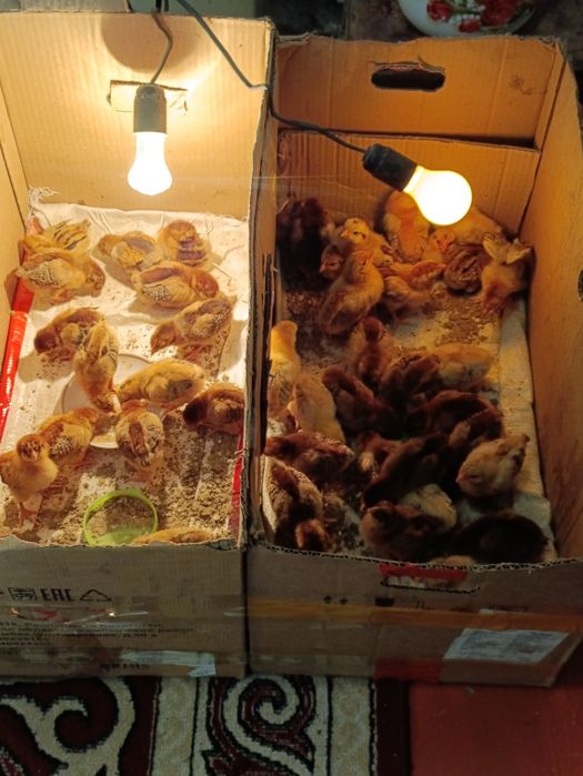 1 апталық Балапандар