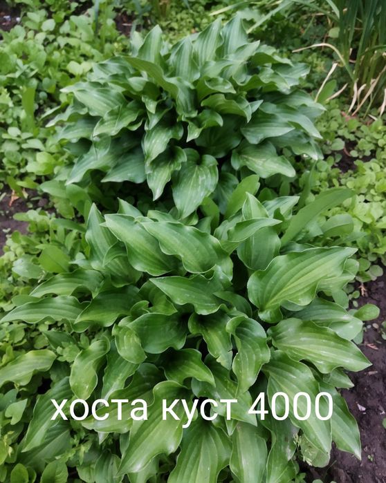 Продам цветы многолетний
