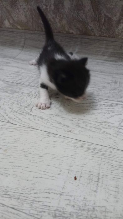 котята даром в хорошие руки