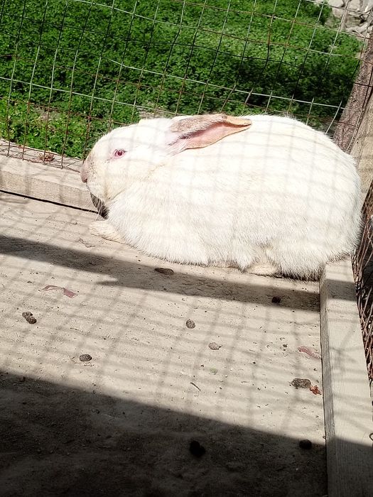 Nar quyonlar holati yaxshi