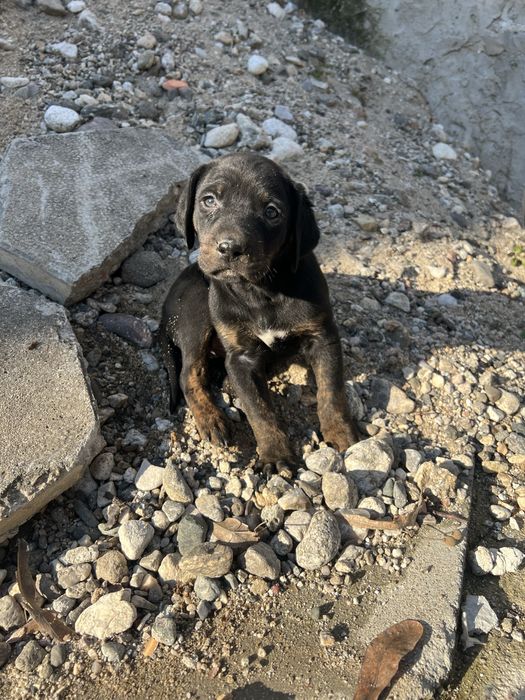 Подарявят се 3 мъжки кученца