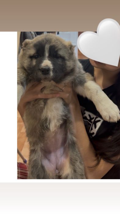 Щенок алабай 2,5 месяца.