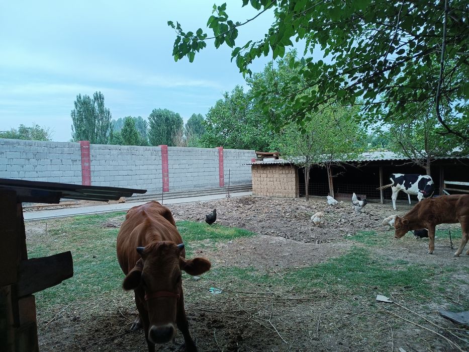 Srochna Qibray Krupiski mahallada 10 dorixona hovli sotiladi