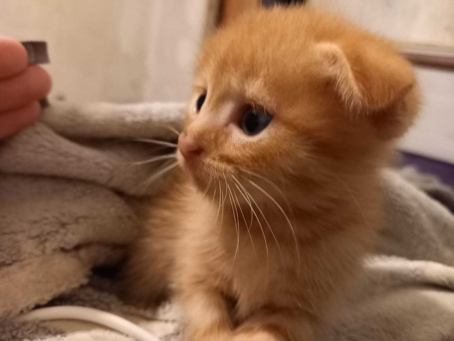 Скотиш страйт продою котят