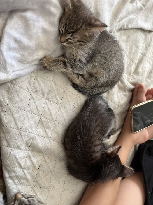 Отдам котят в хорошие руку