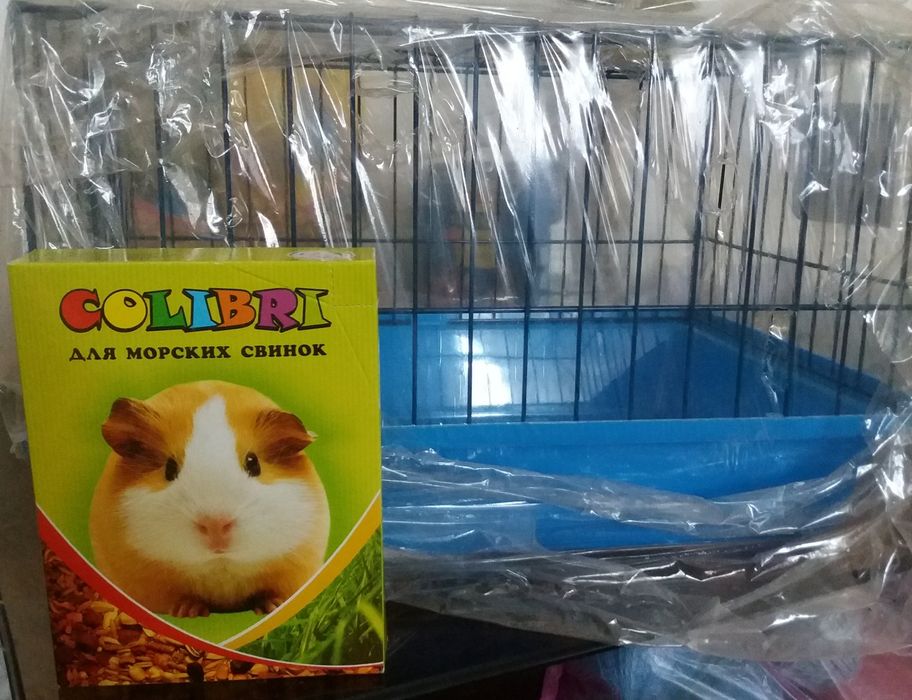 Морские свинки продаю