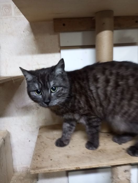 Британка метиска кошечка