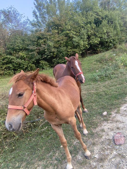 De vânzare mânză