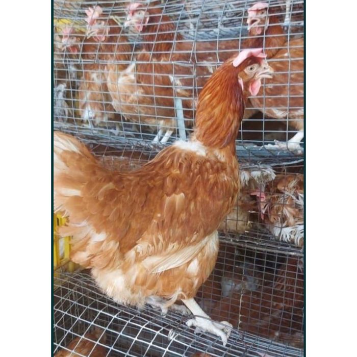 Куры несушки ломан Браун