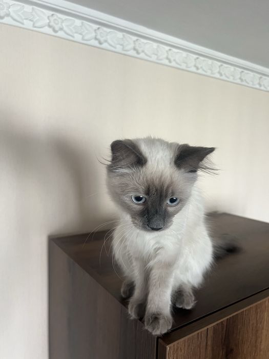 Мъжко коте 7 месеца Рекдол