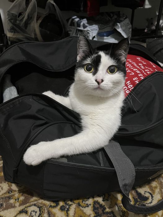 Отдаю кошечку, срочно