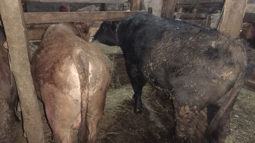 Бычки на мясо молодняк