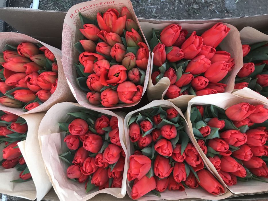 Голландские тюльпаны