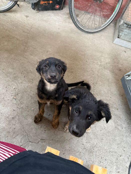 Пристраиваются щенки дворняжки