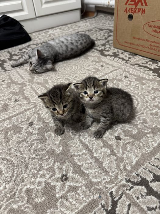 Шотландские котята