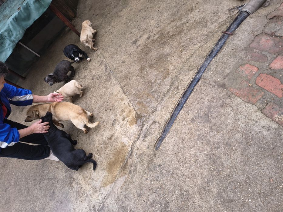 Donez pui de catel talie mica