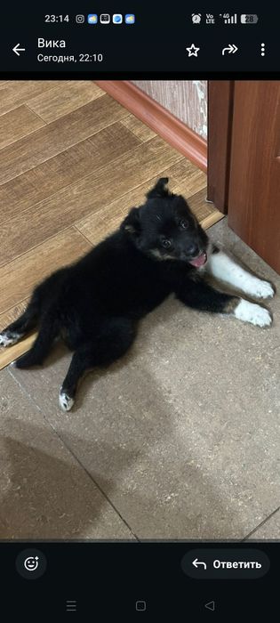 Кому такая красота !!!