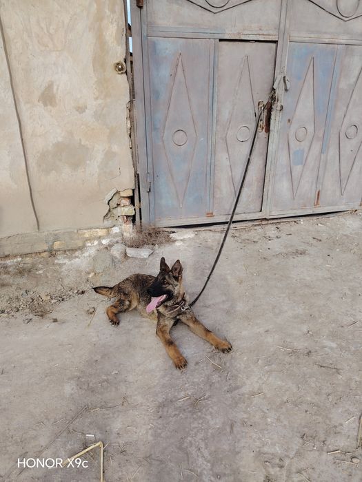 Evropiskiy ovcharka erkak zonarniy okras