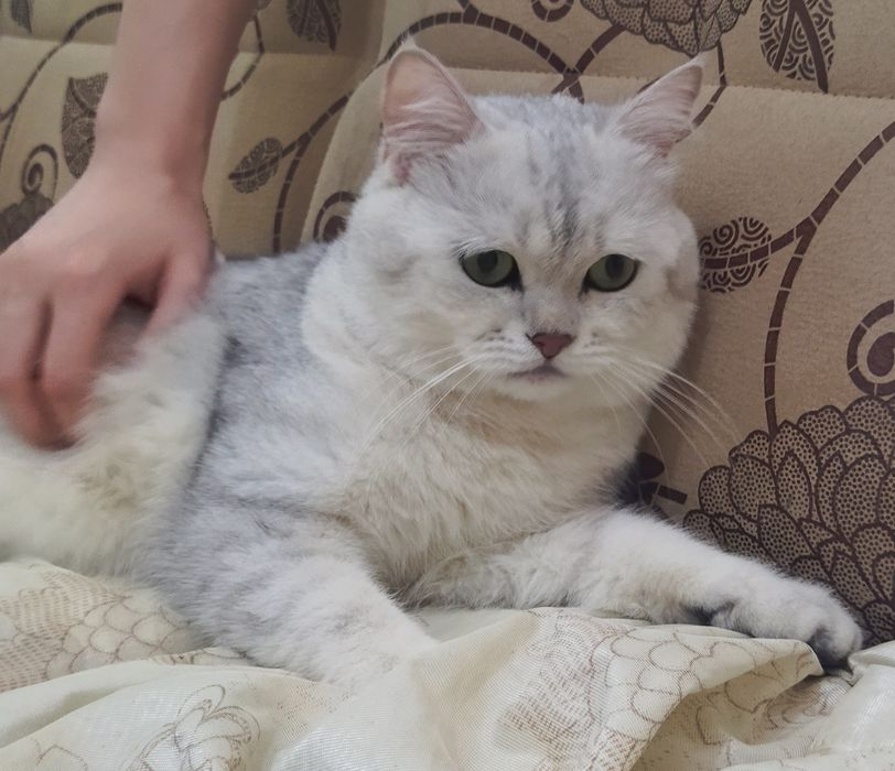 Вязка Juftlashuvchi mushuklar  кошек Шиншилла серебро