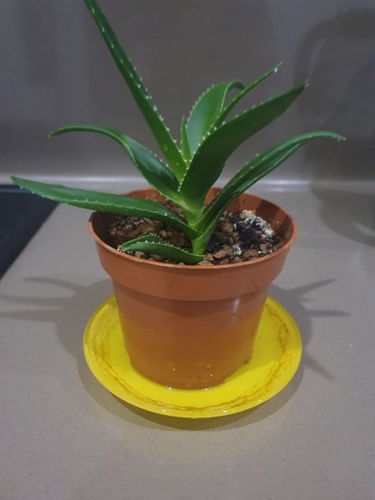 Комнатное растение Алоэ- вера