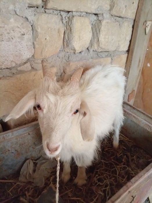 лақ сатылады семіз