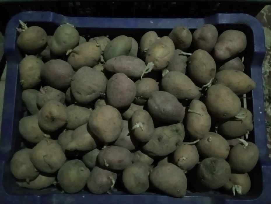 Семенная картошка
